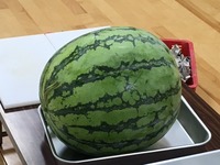 スイカ