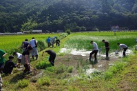 田んぼ2
