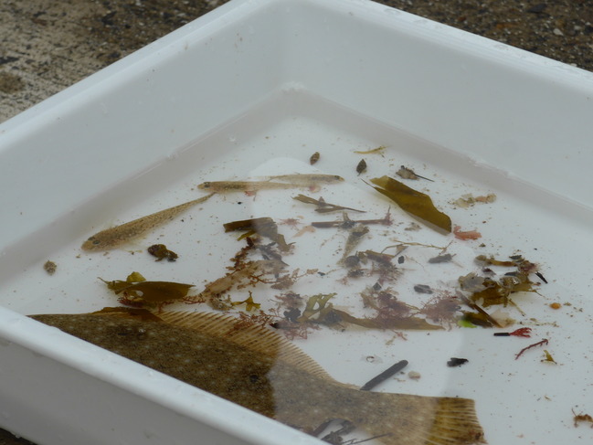 稚魚