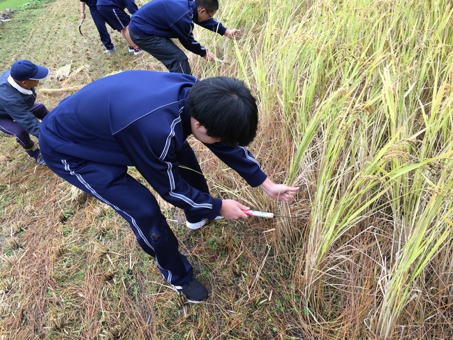 収穫