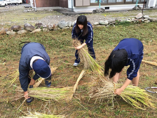 稲を縛る