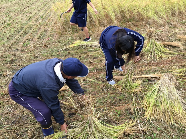 稲を立てる