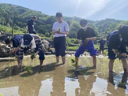 田植え