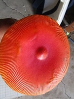 ２