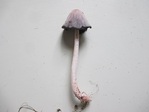 ４