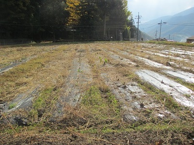 SATOIMO3
