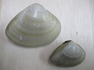 ham1