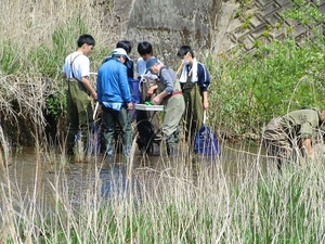kawa1