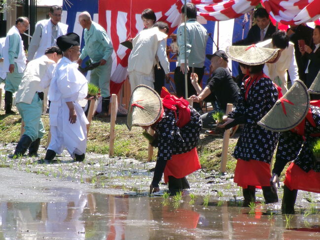 田植
