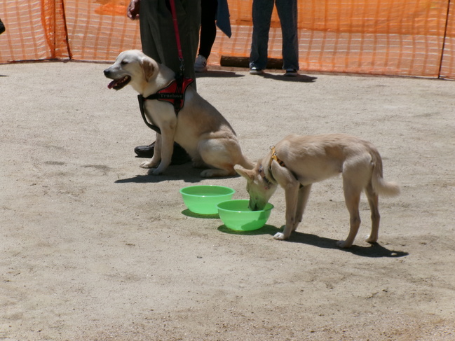 犬の交流会