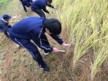 収穫